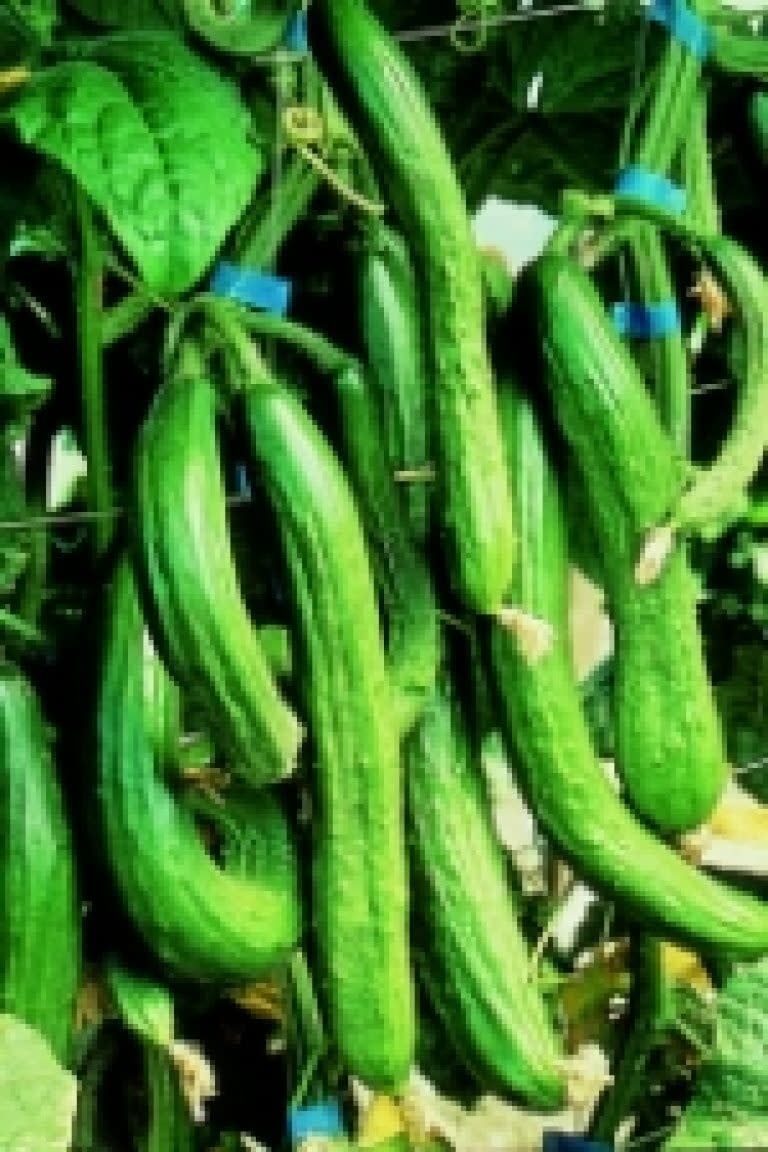 English Telegraph Cucumber Seeds 1655