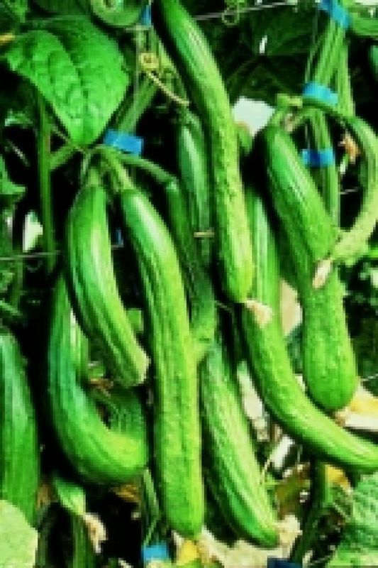 English Telegraph Cucumber Seeds 1655