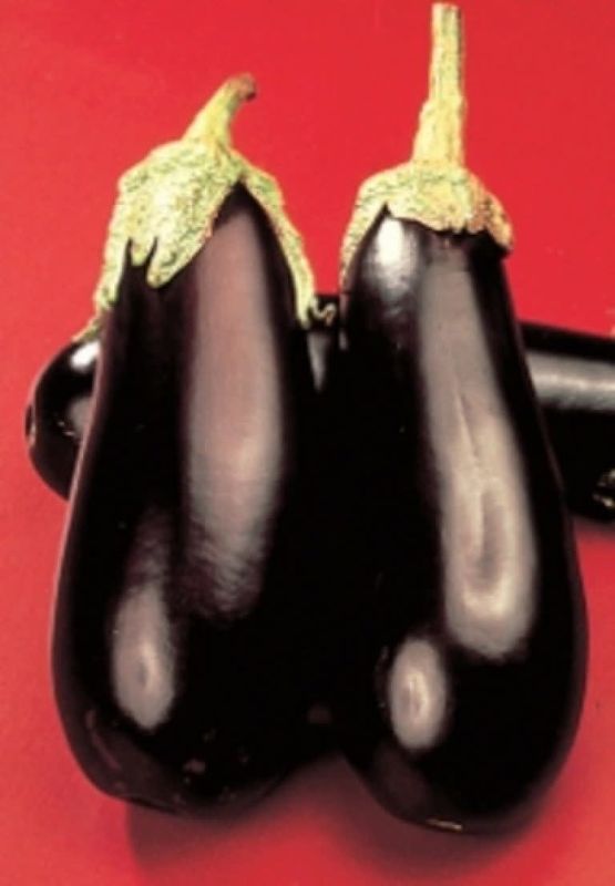 Black Beauty Eggplant Seeds 1675