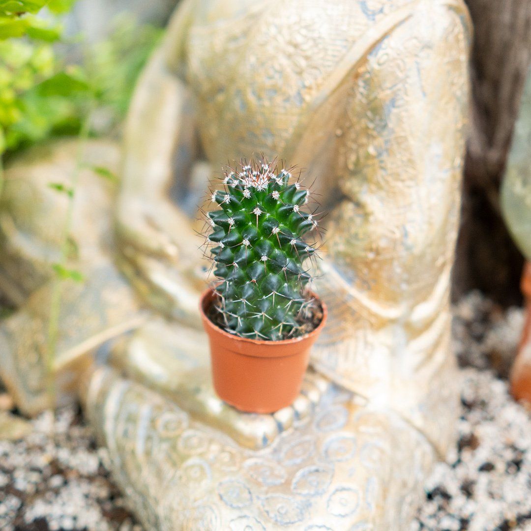 Cacti - 2.25&#39;&#39;