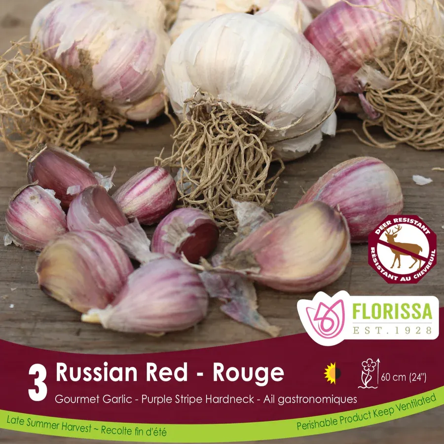 Garlic - Russian Red