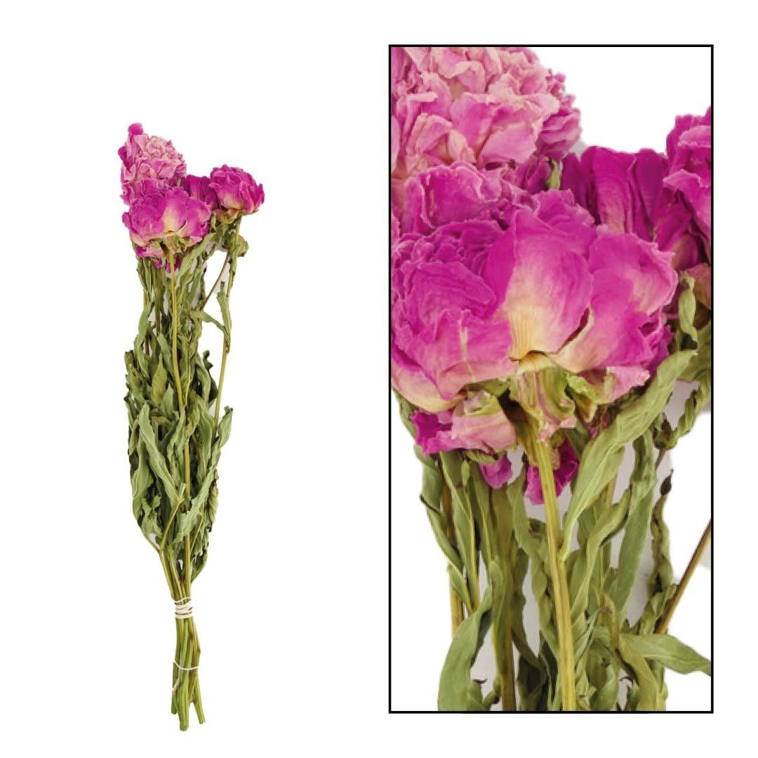 Bunch Peony Dark Pink