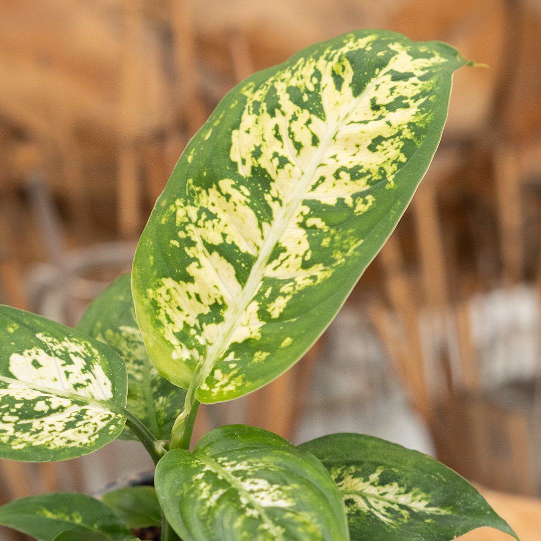 Dieffenbachia - Assorted - 4''