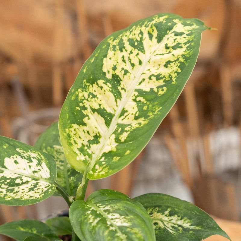 Dieffenbachia - Assorted - 4''