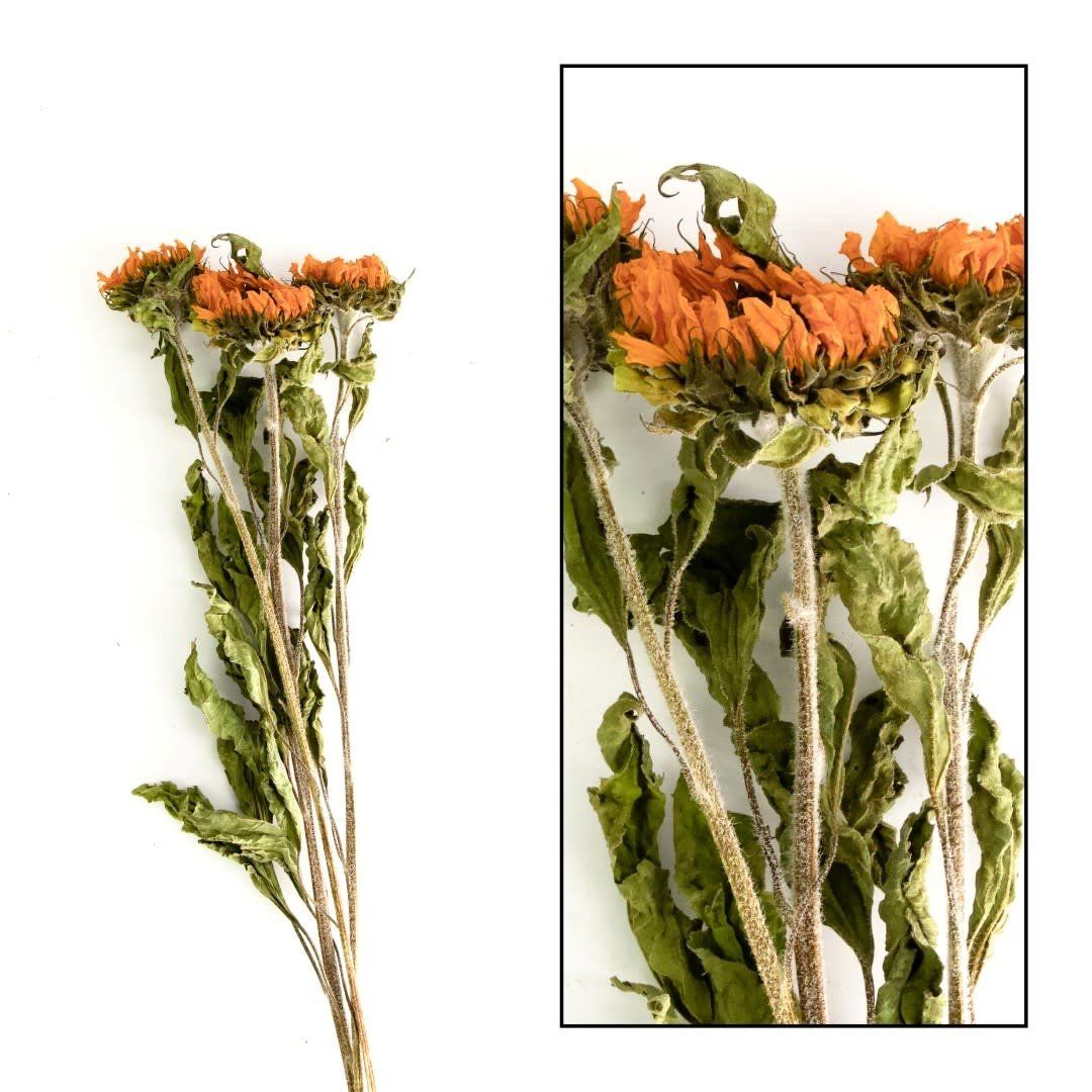 Helianthus Natural 3pc