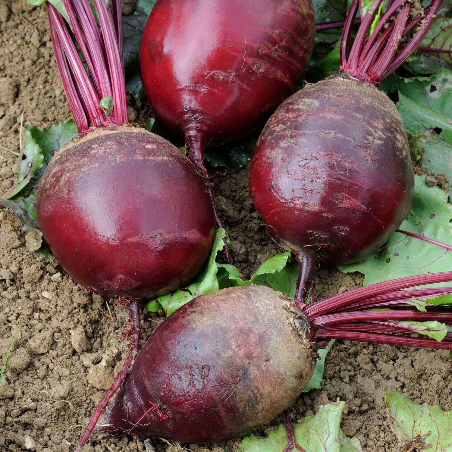 Detroit Dark Red Beet Seeds 1260 -Jumbo Packet (7x5")