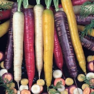 Rainbow Blend Organic Carrot Seeds