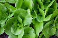 Tom Thumb Organic Lettuce Seeds