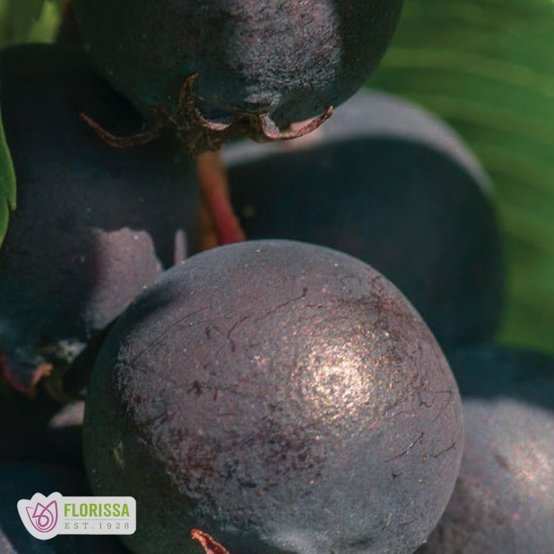 Saskatoon Berry Collection - #1