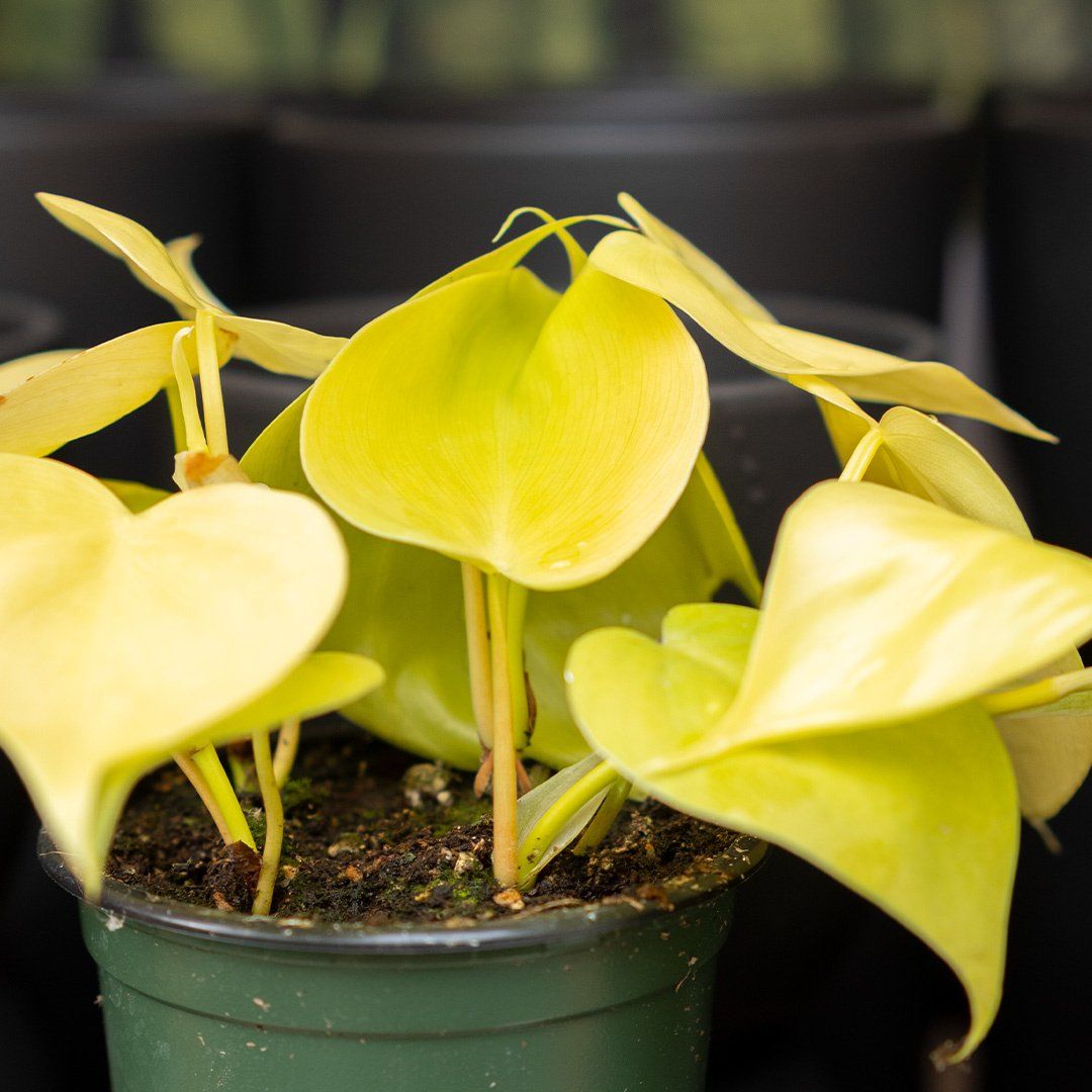 Philo Cordatum-Lime 4''