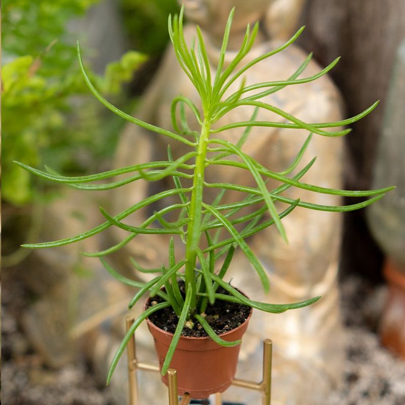 Peperomia - Happy Bean - 2.25''
