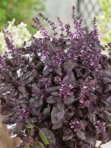 Red Rubin Organic Basil Seeds
