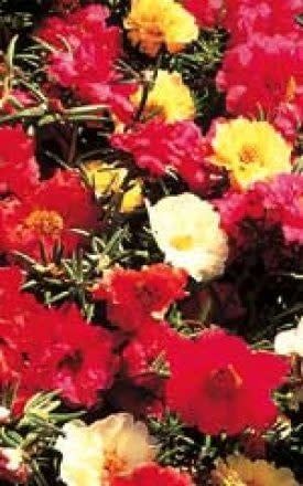 Double Mixed Portulaca Seeds 6020