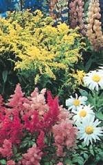 Perennial Garden ( Special Sun Mix) Jumbo Packet (7x5")