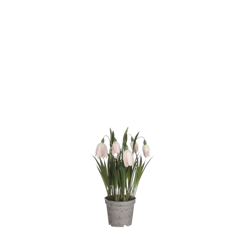 Fritillaria in Pot Cream - l23xd8.5cm