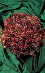 Red Salad Bowl Organic Lettuce Seeds