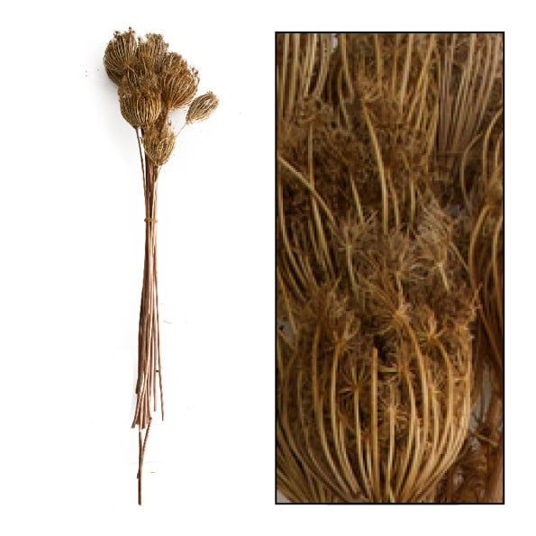 Ammi Majus 15pc Bundle