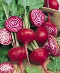 Chioggia Beet Seeds 1250