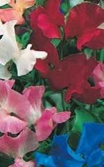 Royal Family Mixed Sweet Peas Seeds (Climbing Type) 6245 Jumbo Packet (7x5")