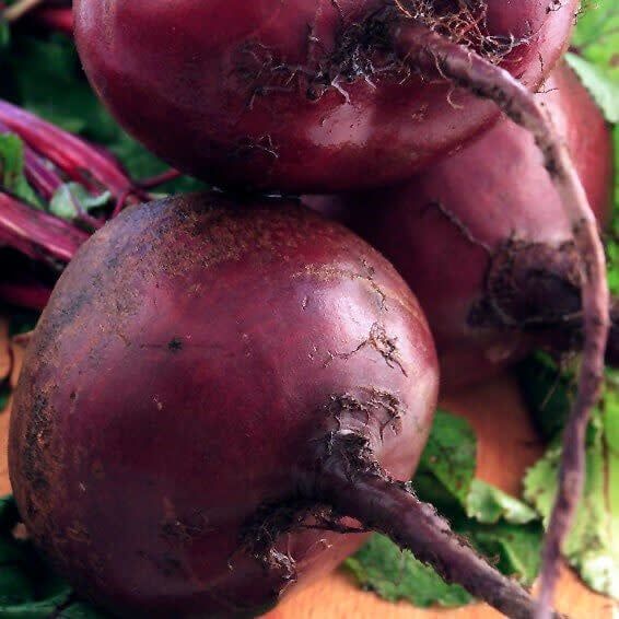 Early Wonder Organic Beet Seeds