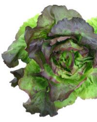 Marveille Four Seasons Organic Lettuce Seeds