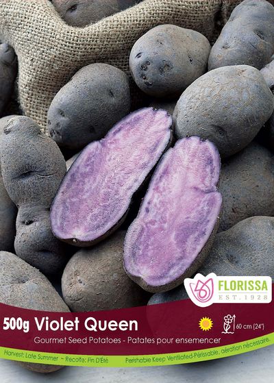 Seed Potato - Violet Queen 500g