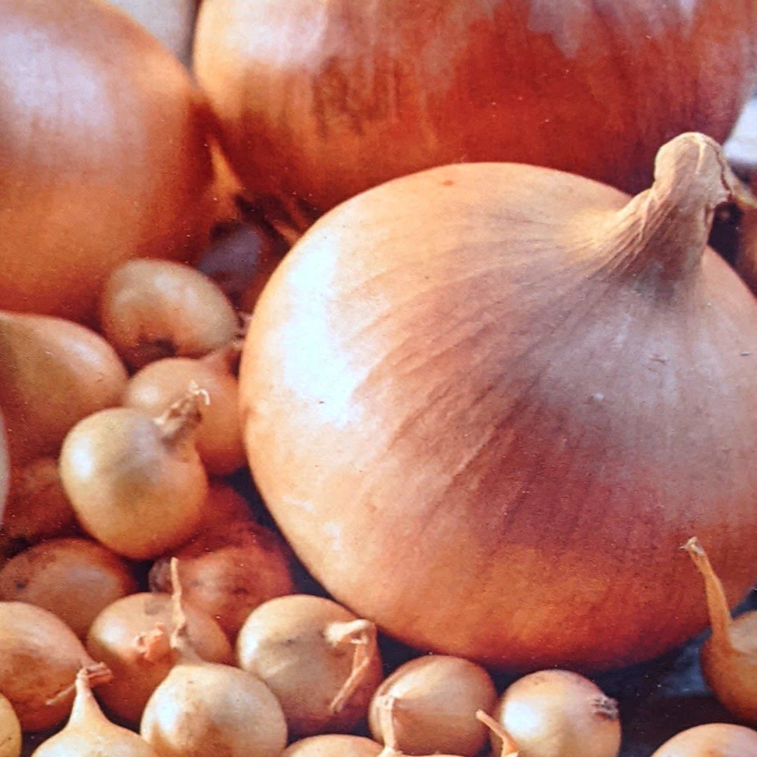 Onions - Stuttgart - Yellow