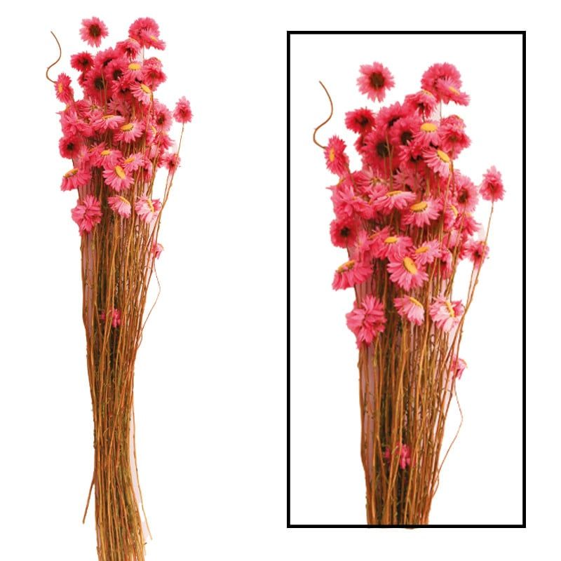 Acroclinium - Pink