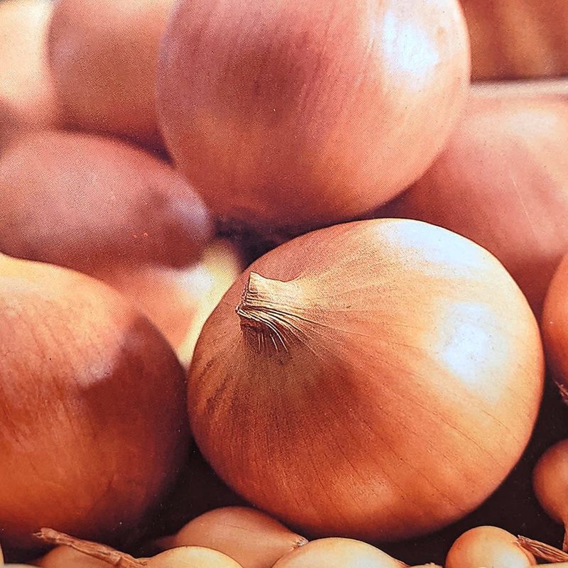 Onions - Sturon - Spanish