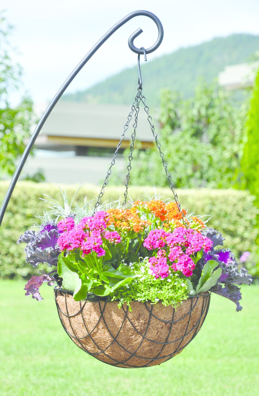 Pacific Rim - Diamond Coco Hanging Basket- 14&#39;&#39;