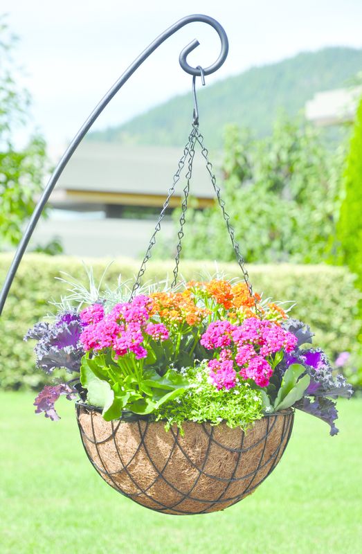 Pacific Rim - Diamond Coco Hanging Basket- 14&#39;&#39;