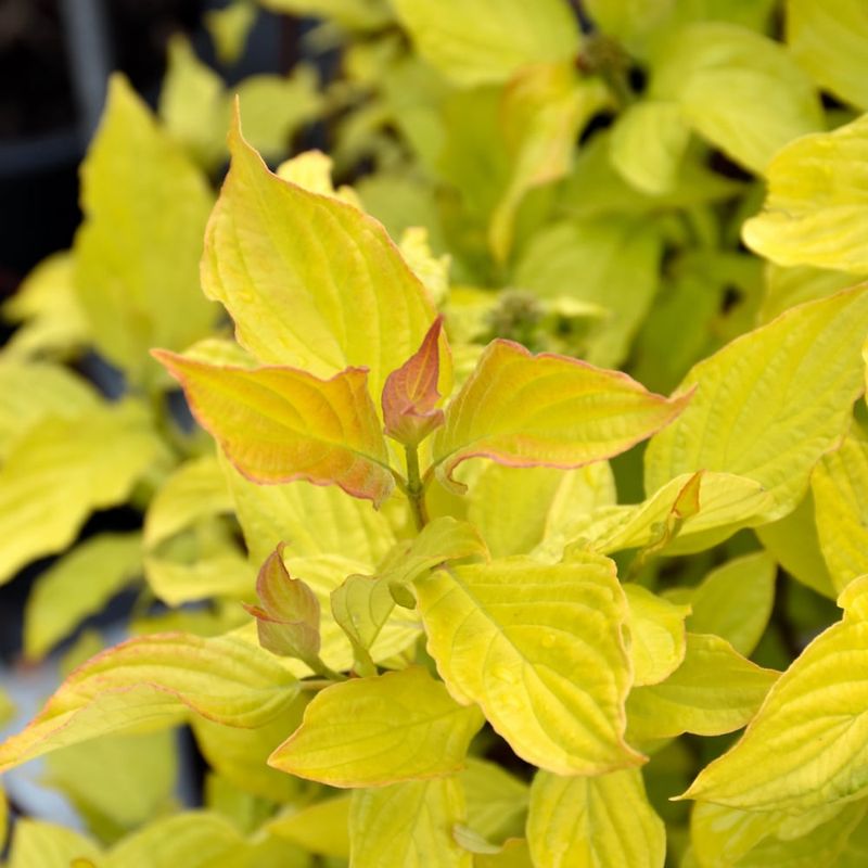 Dogwood - Neon Burst - 8&#39;&#39;