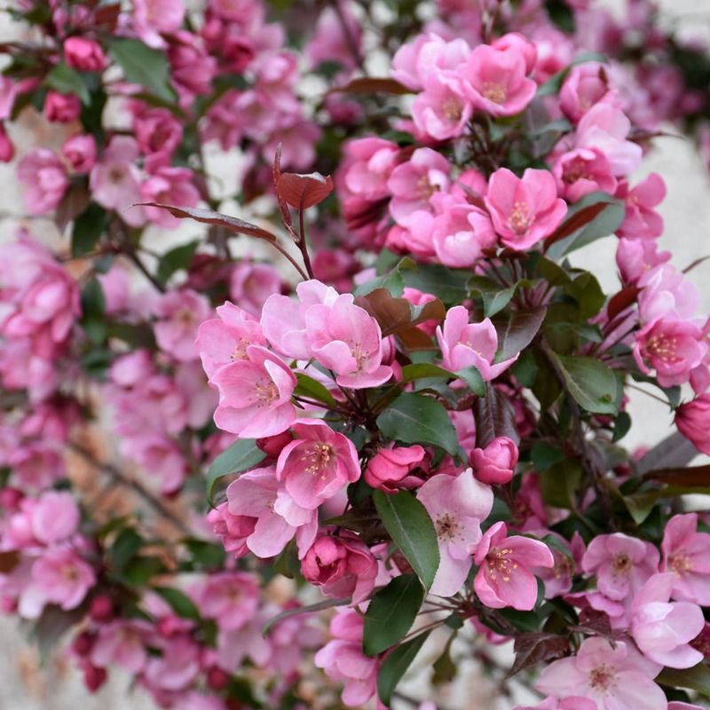 Crabapple - Gladiator - #7
