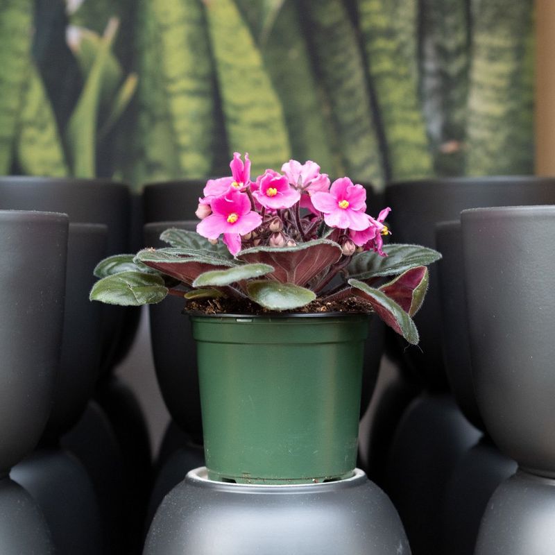 African Violet - Assorted - 4"