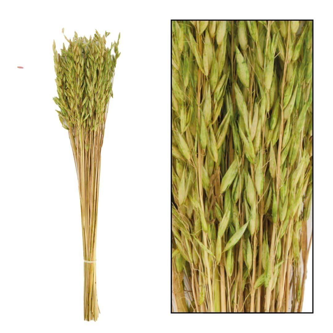 Bouquet Avena 60cm