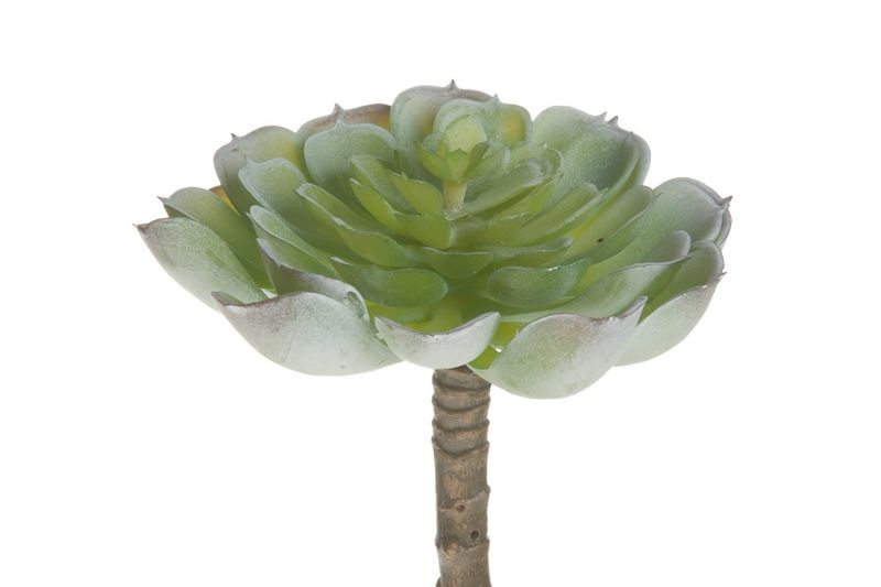 Succulent dia 13cm