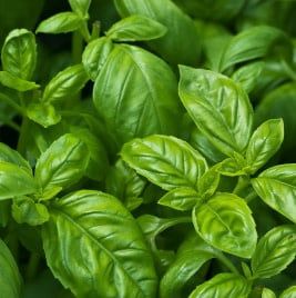 Sweet Organic Basil Seeds