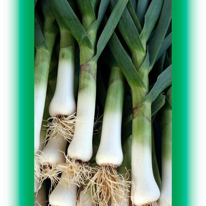 Giant Musselburg Organic Leek Seeds