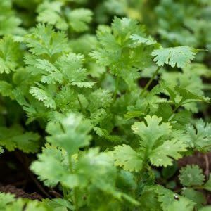 Organic Cilantro Coriander Seeds