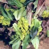 Lettuce Salad ( 5 pack Collection) Jumbo Packet (7x5&quot;)