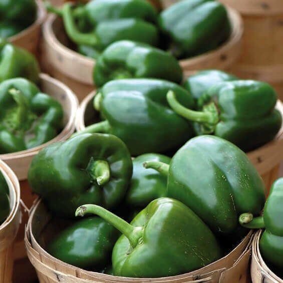 Cal Wonder Organic Pepper Seeds