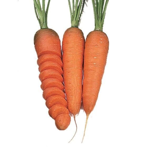 Chantenay Organic Carrot Seeds