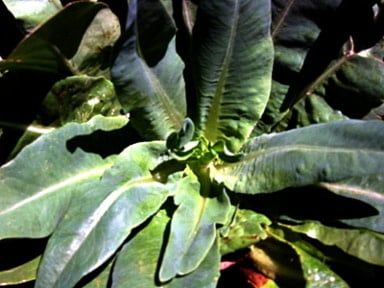 Amish Deer Tongue Organic Lettuce Seeds