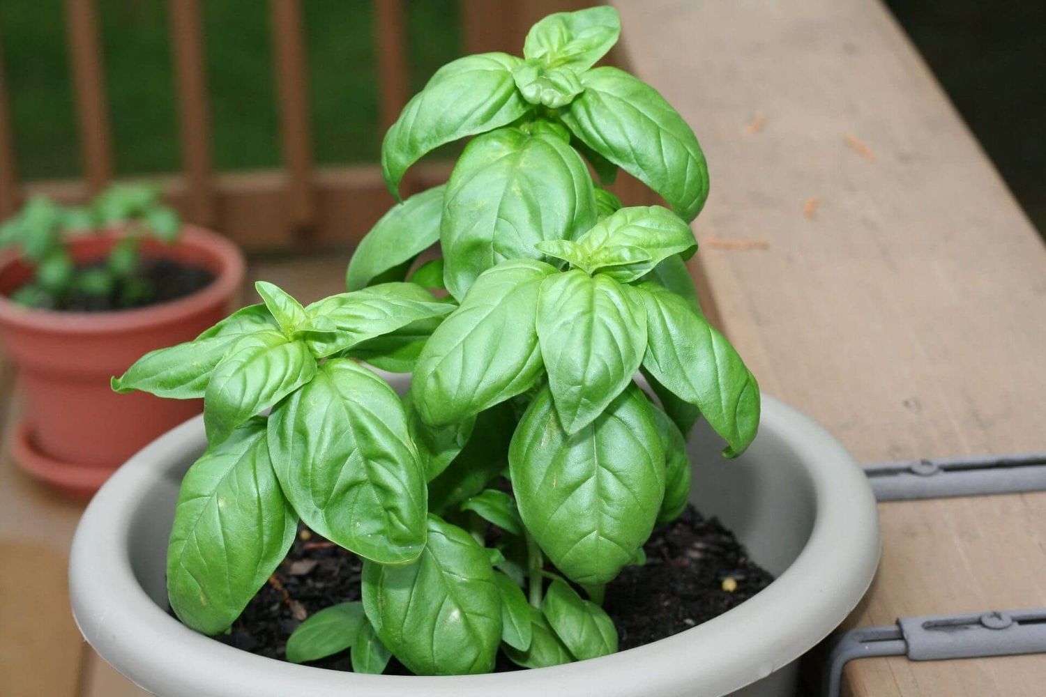 Genovese Organic Basil Seeds