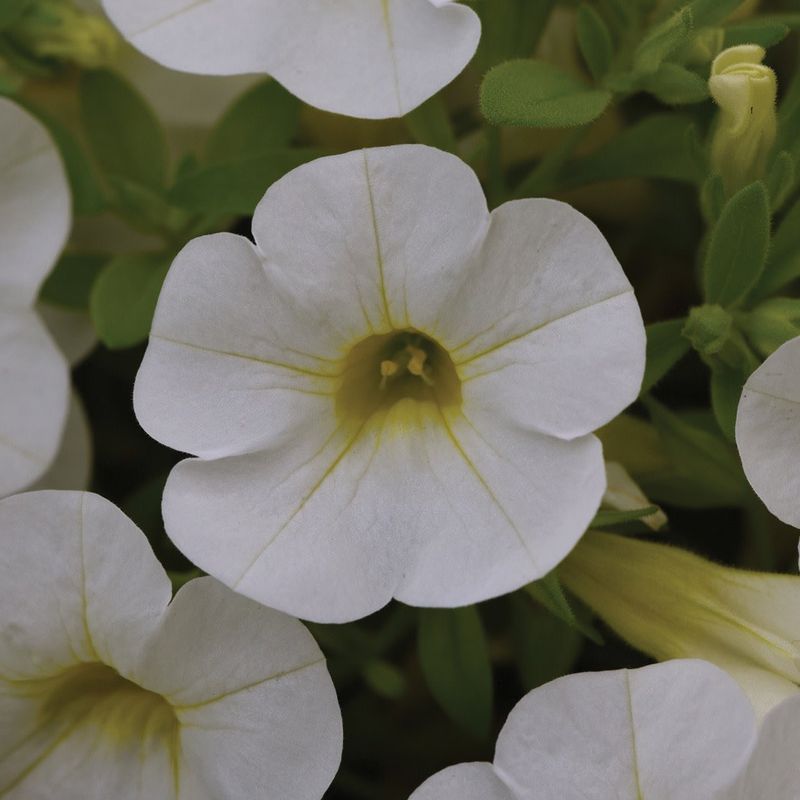 Calibrachoa - Cabaret White