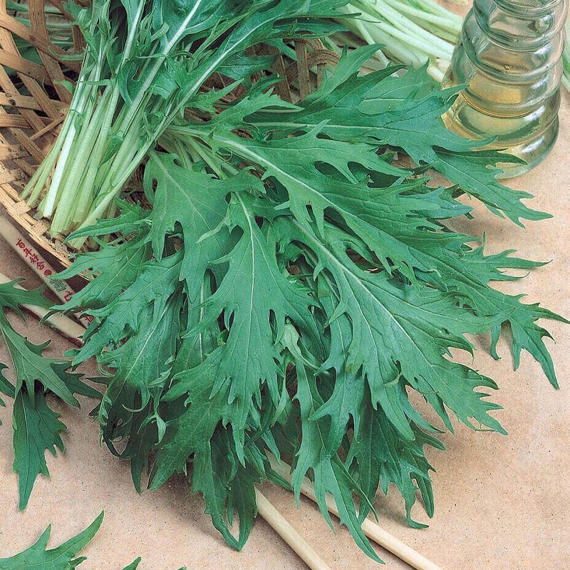 Mizuna Organic Mustard Seeds