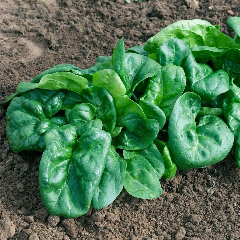 Bloomsdale Organic Spinach Seeds