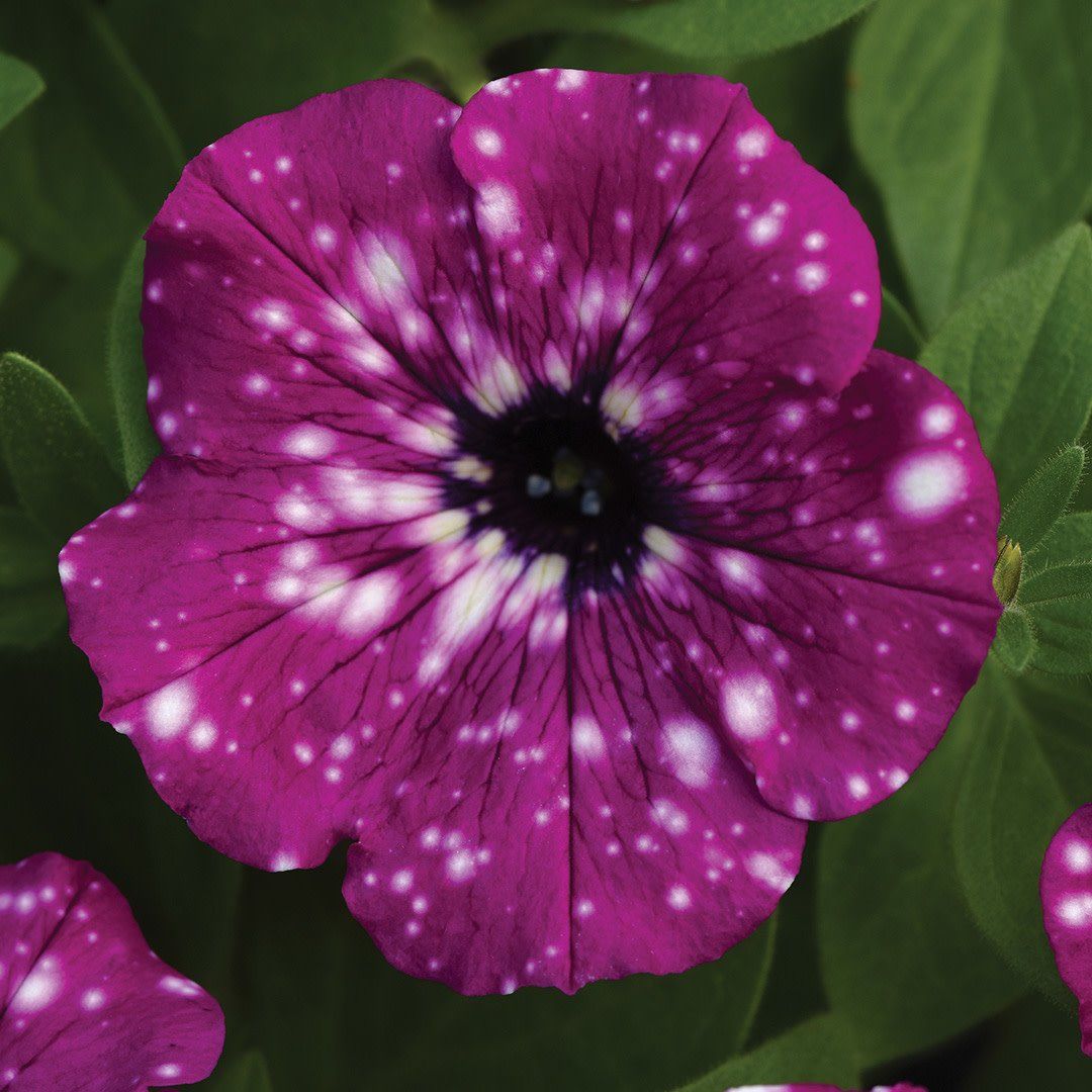 Petunia - Headliner Electric Sky Purple