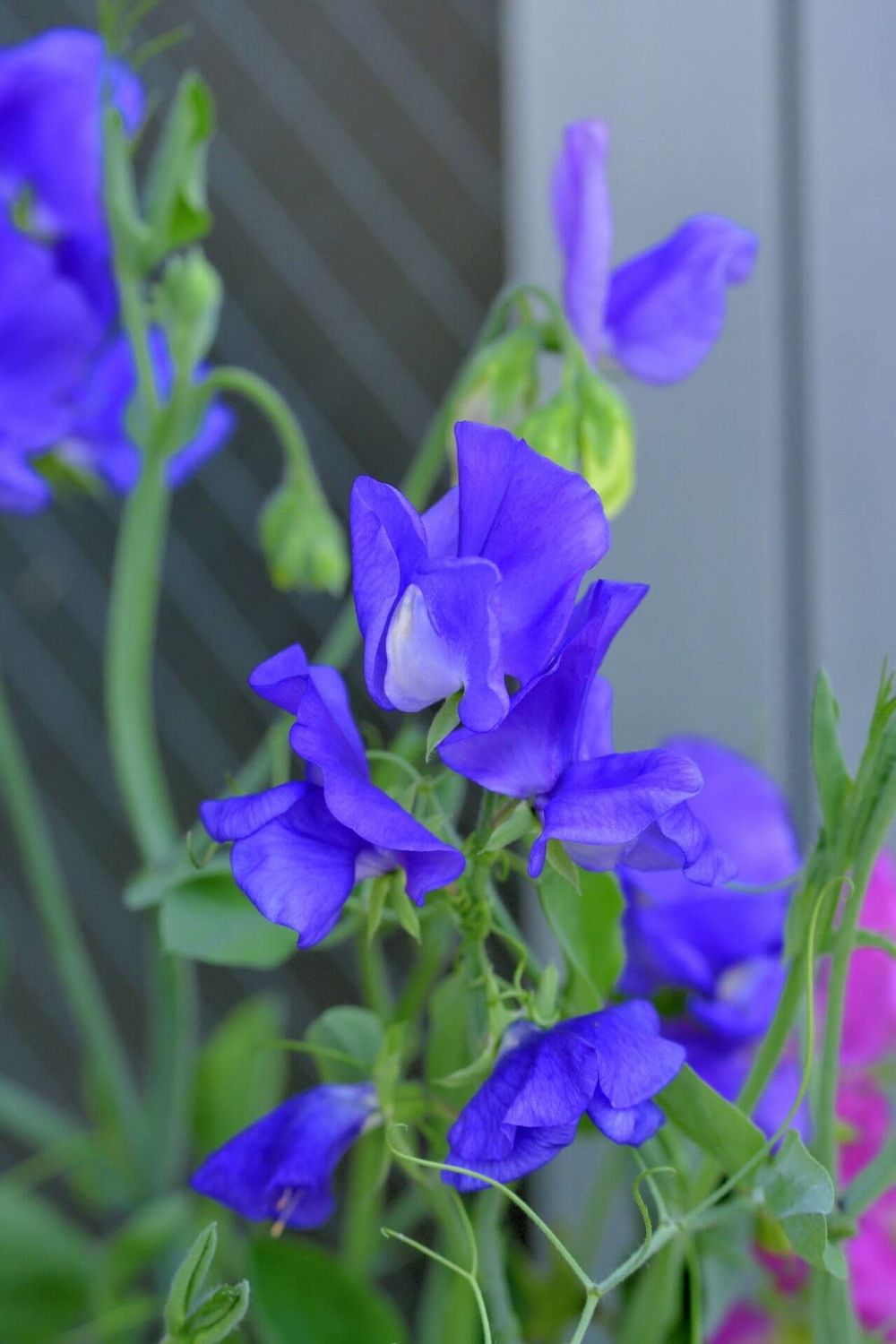 Elegance Mid Blue Sweet Peas Seeds (Climbing Type)