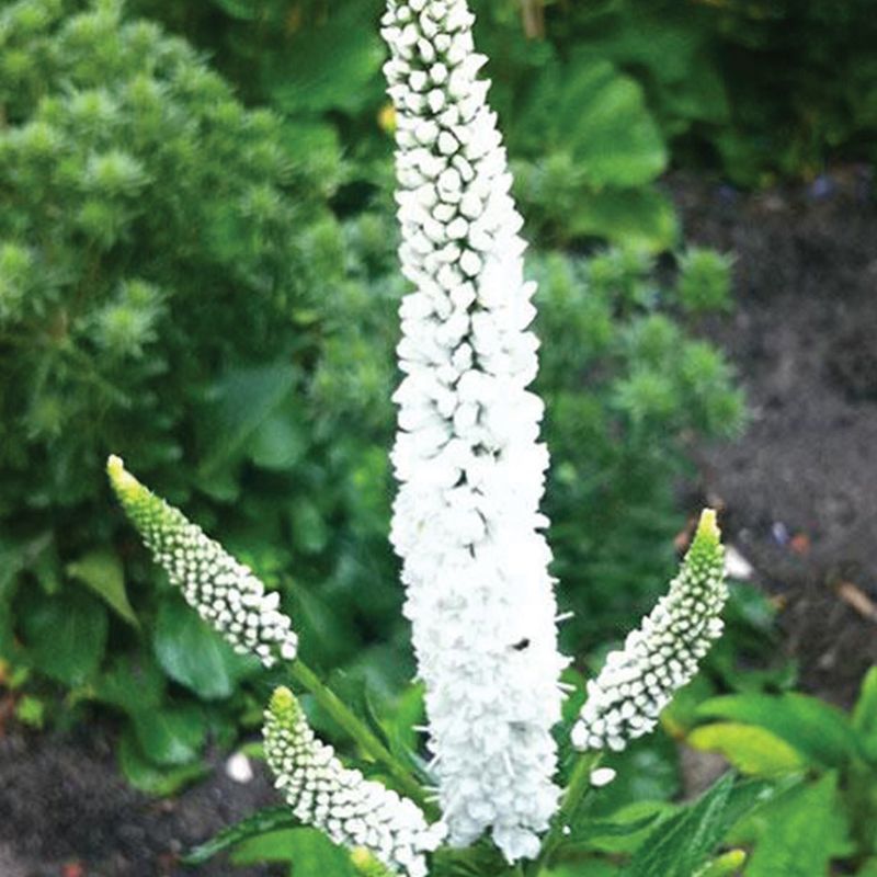Veronica (Speedwell) - FirstLady